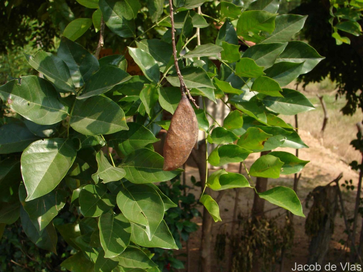 Pongamia pinnata (L.) Pierre